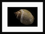 Babylonia ambulacrum by Anonymous
