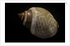 Babylonia ambulacrum by Anonymous