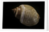 Babylonia ambulacrum by Anonymous