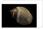Babylonia ambulacrum by Anonymous