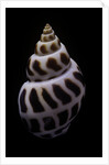 Babylonia areolata by Anonymous