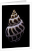 Babylonia areolata by Anonymous