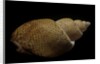 Babylonia papillaris by Anonymous