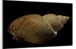 Babylonia papillaris by Anonymous