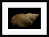 Babylonia papillaris by Anonymous