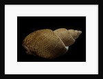 Babylonia papillaris by Anonymous