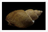 Babylonia papillaris by Anonymous