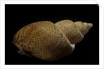Babylonia papillaris by Anonymous