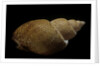 Babylonia papillaris by Anonymous