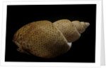 Babylonia papillaris by Anonymous