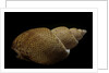 Babylonia papillaris by Anonymous
