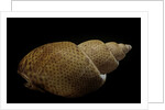 Babylonia papillaris by Anonymous