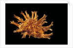 Bolma girgyllus by Anonymous