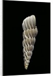 Boreoscala groenlandica by Anonymous