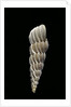 Boreoscala groenlandica by Anonymous