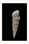 Boreoscala groenlandica by Anonymous