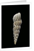 Boreoscala groenlandica by Anonymous