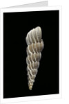Boreoscala groenlandica by Anonymous