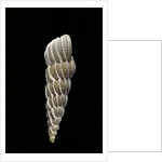 Boreoscala groenlandica by Anonymous