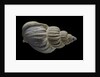 Buccinum politum by Anonymous