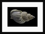 Buccinum politum by Anonymous