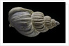 Buccinum politum by Anonymous