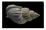 Buccinum politum by Anonymous