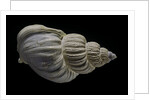Buccinum politum by Anonymous