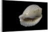 Bulla ampulla by Anonymous