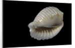 Bulla ampulla by Anonymous