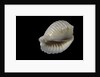 Bulla ampulla by Anonymous