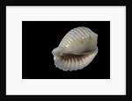Bulla ampulla by Anonymous