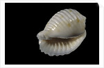 Bulla ampulla by Anonymous