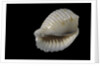 Bulla ampulla by Anonymous