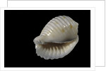Bulla ampulla by Anonymous