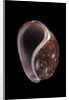 Bulla mabillei by Anonymous