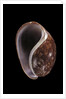 Bulla mabillei by Anonymous