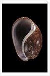 Bulla mabillei by Anonymous