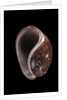 Bulla mabillei by Anonymous