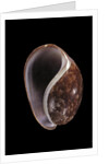 Bulla mabillei by Anonymous