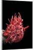 Spondylus princeps by Anonymous