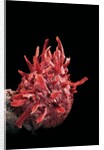 Spondylus princeps by Anonymous