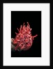 Spondylus princeps by Anonymous