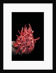 Spondylus princeps by Anonymous