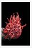 Spondylus princeps by Anonymous
