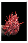 Spondylus princeps by Anonymous