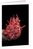 Spondylus princeps by Anonymous