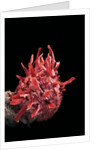 Spondylus princeps by Anonymous