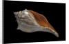 Busycon carica by Anonymous