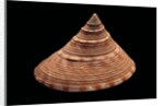 Calliostoma formosense by Anonymous